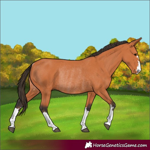 Horse Color:Bay Rabicano 