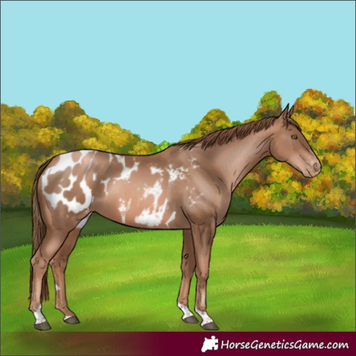 Horse Color:Liver Chestnut Pearl Tobiano Appaloosa