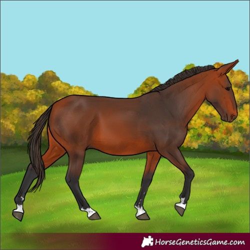 Horse Color:Unknown 