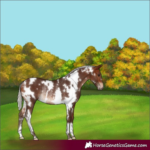 Horse Color:White Spotted Silver Brown Rabicano 