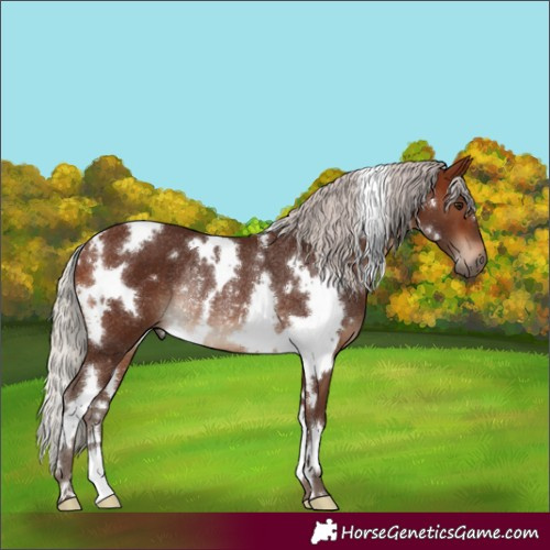 Horse Color:White Spotted Silver Brown Rabicano 