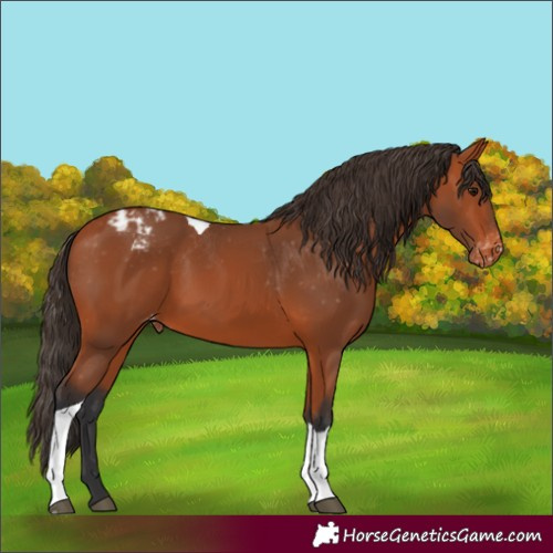 Horse Color:Bay Tobiano Appaloosa