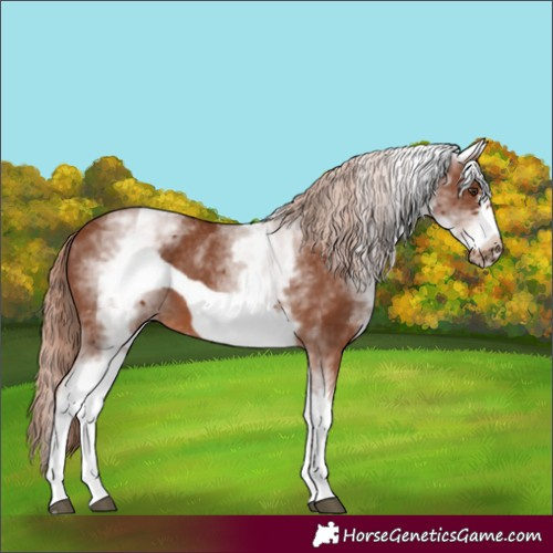 Horse Color:White Spotted Chestnut Frame 