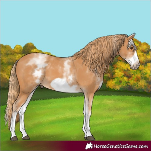 Horse Color:White Spotted Chestnut Frame