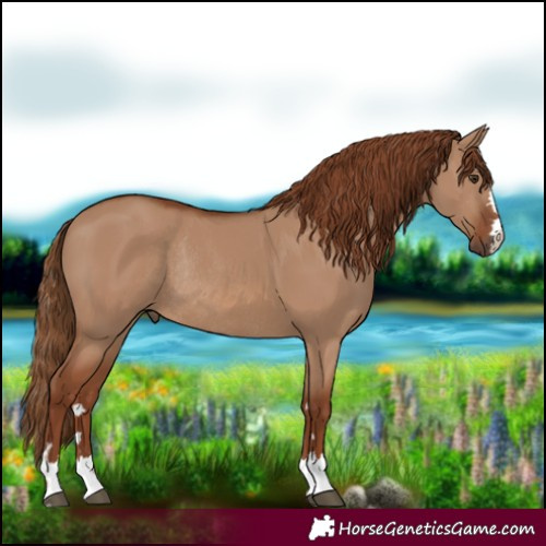 Horse Color:Red Dun Rabicano