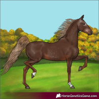 Horse Color:Gray Chestnut