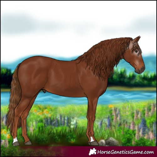 Horse Color:Gray Chestnut