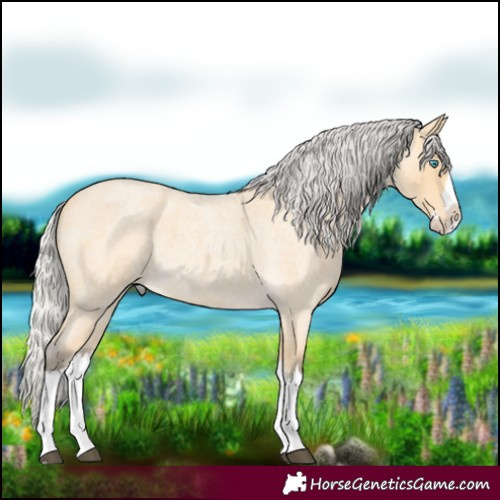 Horse Color:Silver Buckskin Roan Splash 