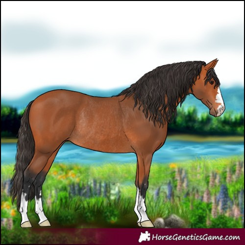 Horse Color:Bay Rabicano