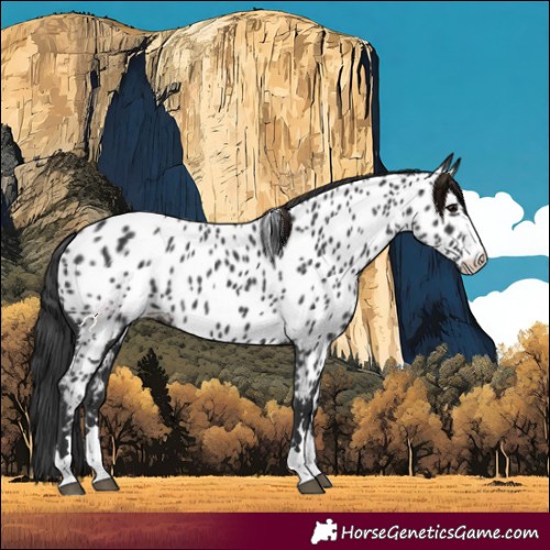 Horse Color:Black Appaloosa 