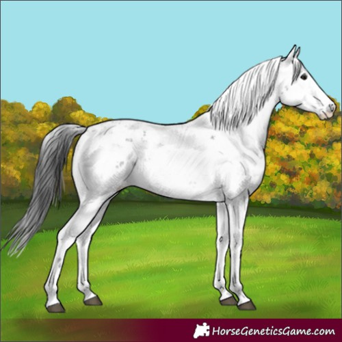 Horse Color:Black Sabino 