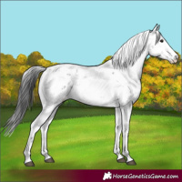 Horse Color:Black Sabino 