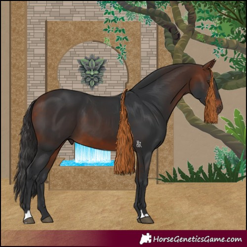 Horse Color:Bay 