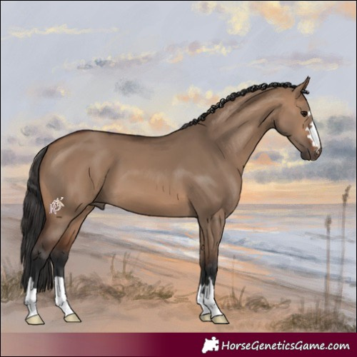 Horse Color:Brown Dun