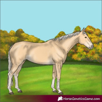 Horse Color:Palomino