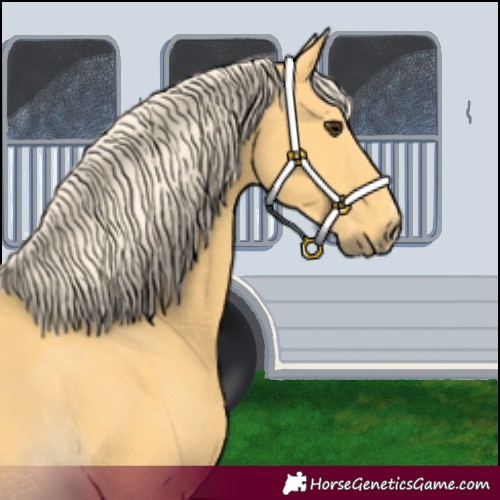 Horse Color:Palomino Sabino 
