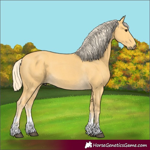 Horse Color:Palomino Sabino 