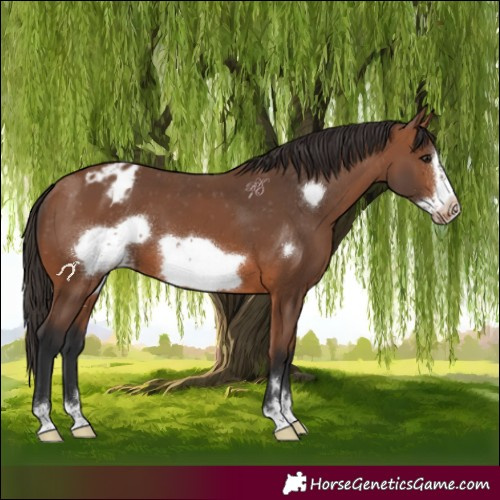 Horse Color:Bay Frame Appaloosa