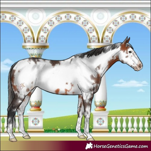 Horse Color:White Spotted Bay Frame 
