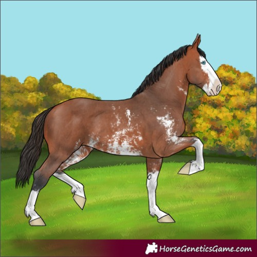 Horse Color:Bay Sabino Splash 