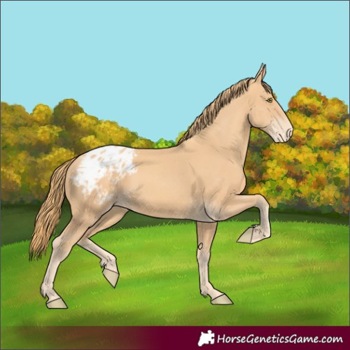 Horse Color:Gold Champagne Appaloosa