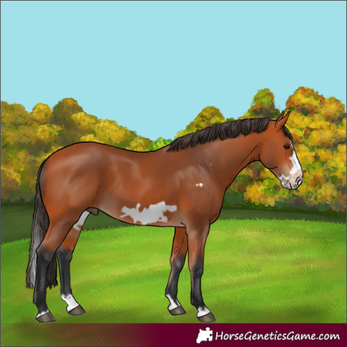 Horse Color:Bay Splash Frame 