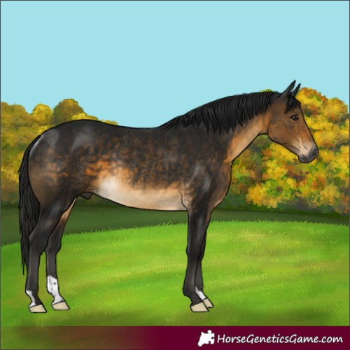 Horse Color:Gray Buckskin Rabicano 
