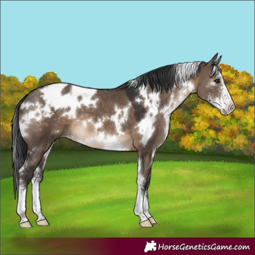 Horse Color:White Spotted Brown Dun Sabino Varnish 