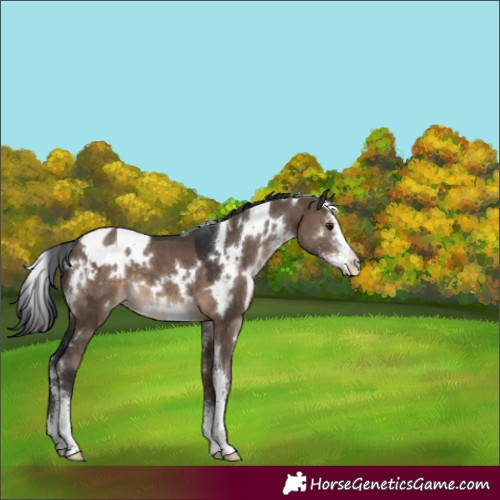 Horse Color:White Spotted Brown Dun Sabino Appaloosa 
