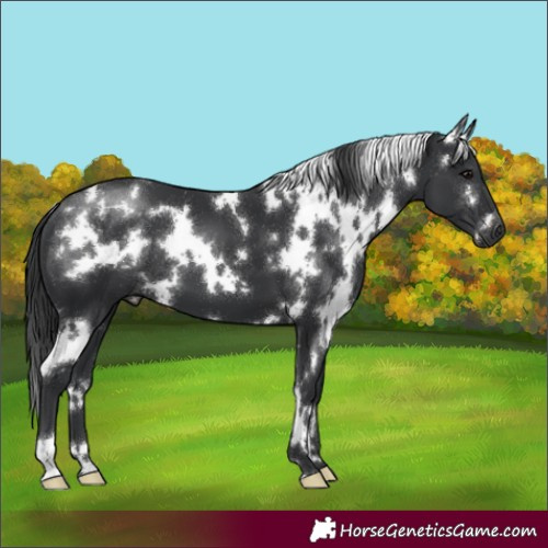 Horse Color:White Spotted Black 