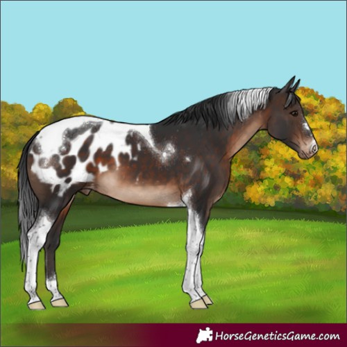 Horse Color:Brown Tobiano Appaloosa 