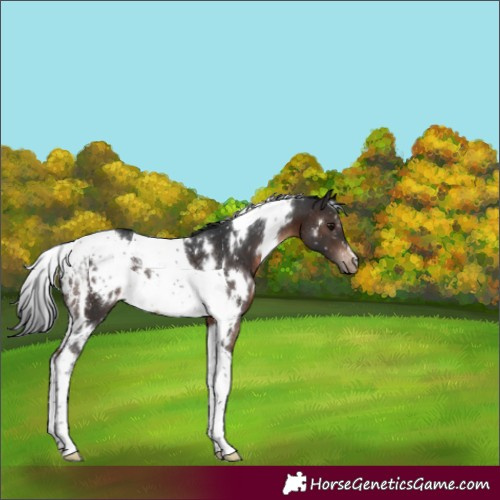 Horse Color:White Spotted Brown Tobiano Appaloosa 
