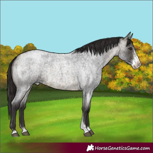 Horse Color:Buckskin Roan Sabino Rabicano 