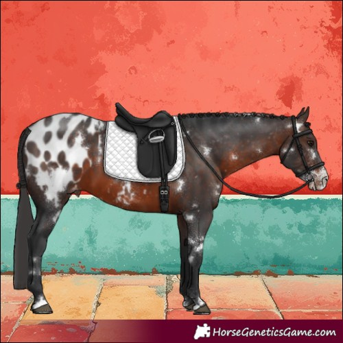 Horse Color:White Spotted Brown Sabino Appaloosa
