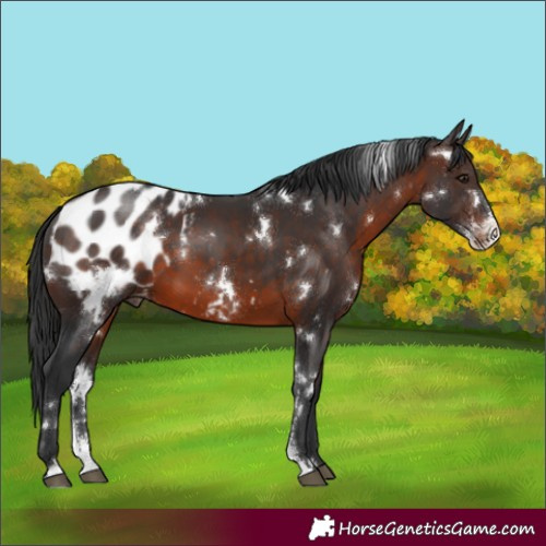 Horse Color:White Spotted Brown Sabino Appaloosa 