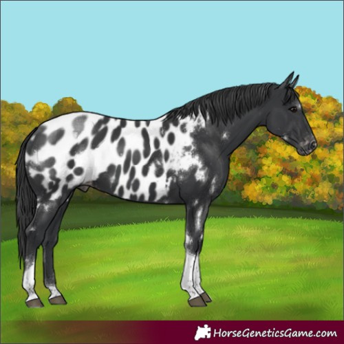 Horse Color:White Spotted Black Tobiano Appaloosa Rabicano