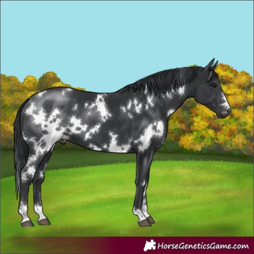 Horse Color:White Spotted Black 