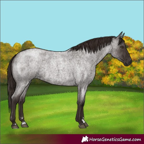 Horse Color:Liver Red Roan 