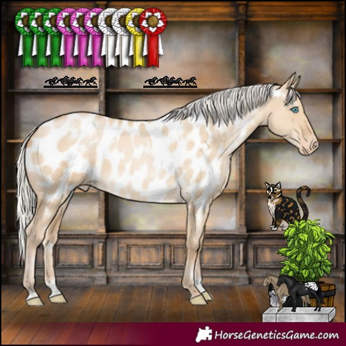 Horse Color:White Spotted Silver Buckskin Pearl Dun Tobiano Near Leopard Rabicano