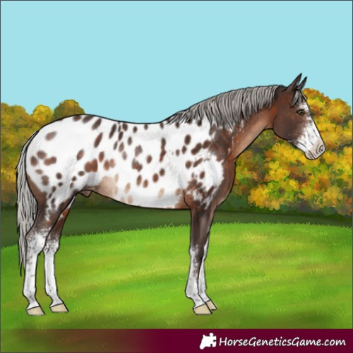 Horse Color:Silver Brown Sabino Appaloosa Rabicano 