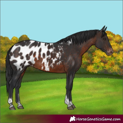 Horse Color:Brown Tobiano Appaloosa Rabicano