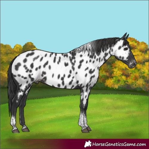 Horse Color:Black Tobiano Appaloosa Rabicano