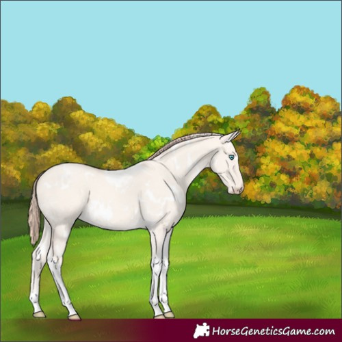 Horse Color:Unknown 