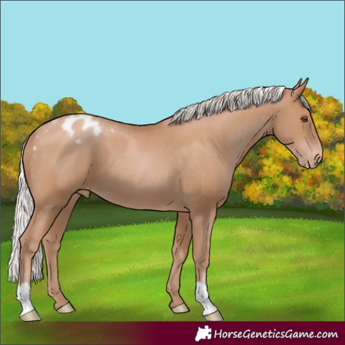 Horse Color:Silver Black Pearl Appaloosa