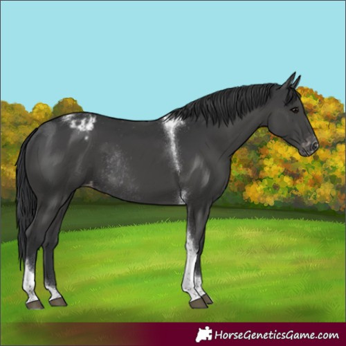 Horse Color:Black Tobiano Appaloosa Rabicano