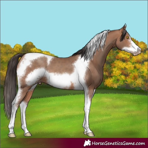 Horse Color:Sable Champagne Sabino Tobiano Frame