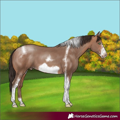 Horse Color:Sable Champagne Sabino Tobiano Frame