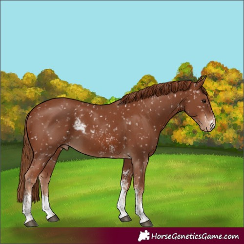 Horse Color:Chestnut Sabino Skewed Appaloosa 