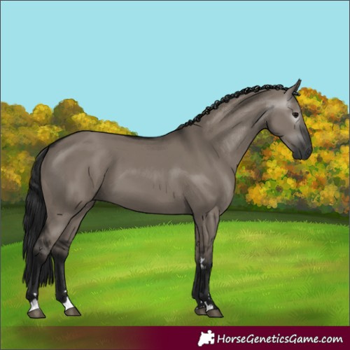 Horse Color:Gray Grullo 
