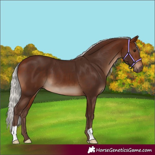 Horse Color:Silver Brown